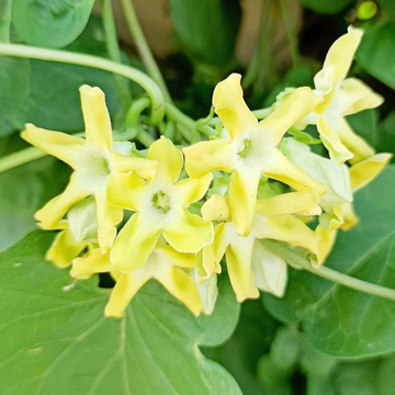 Telosma Cordata Seeds – Fragrant Vine