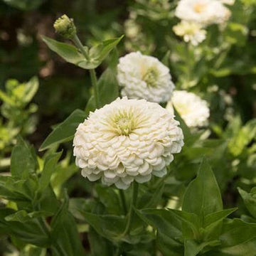 Zinnia Seeds – Elegans White
