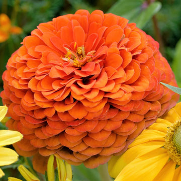 Zinnia Seeds – Elegans Orange