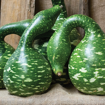 Swan Gourd Seeds – Speckled