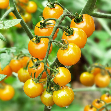 Tomato Seeds – Yellow Cherry