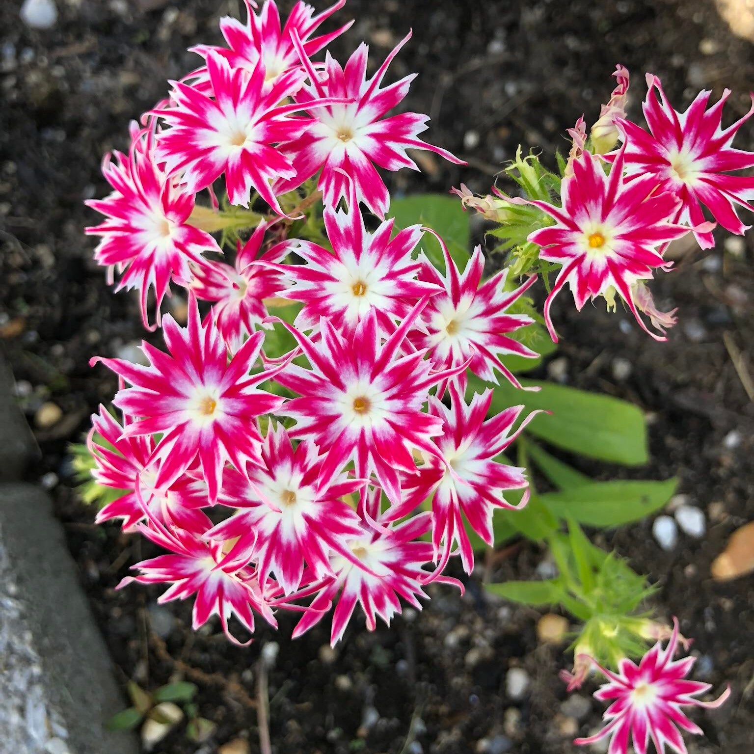 Phlox Seeds – Pink and White Cutting