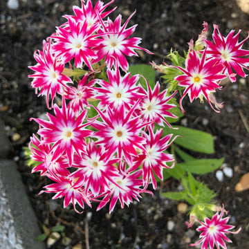 Phlox Seeds – Pink and White Cutting