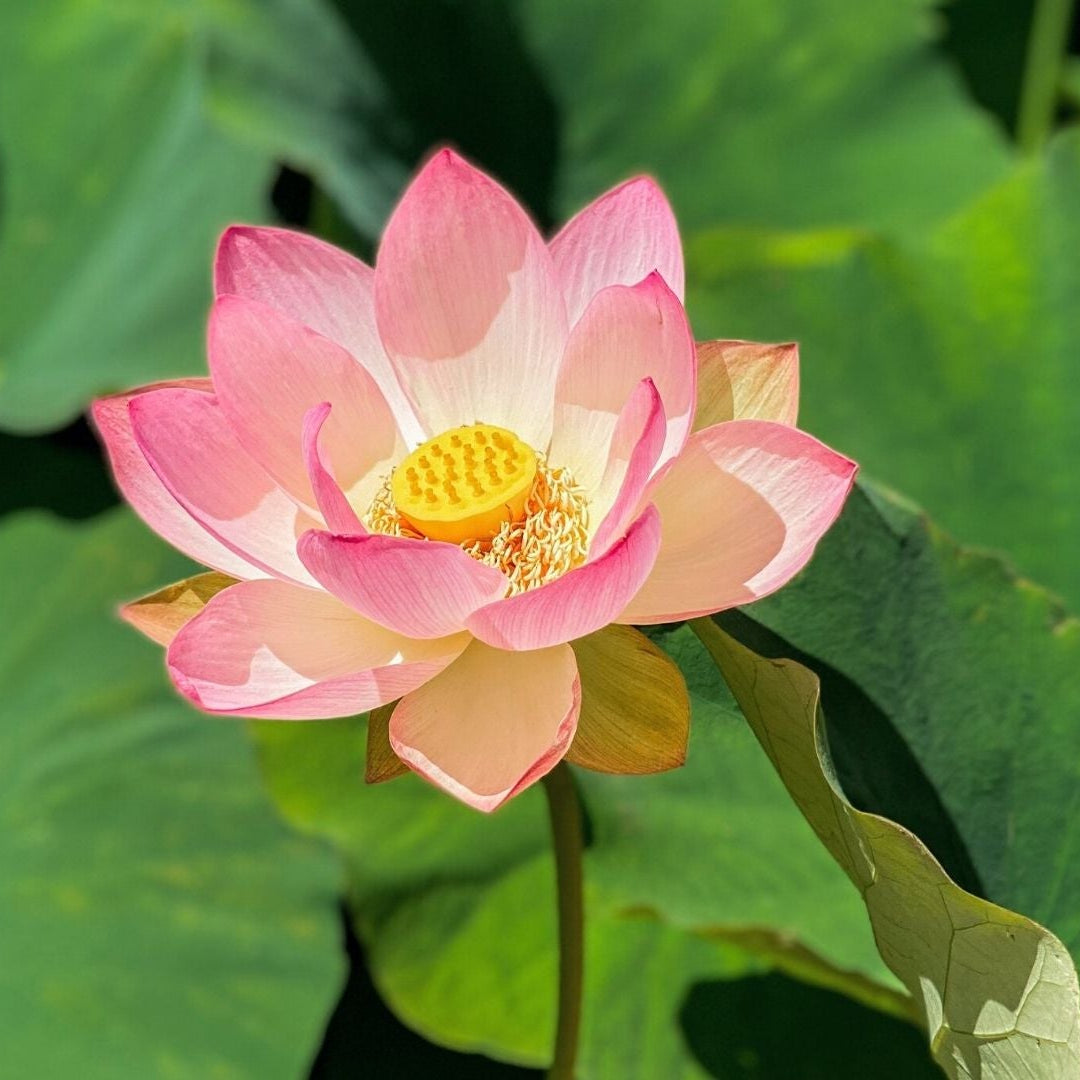 Lotus Seeds – Perennial