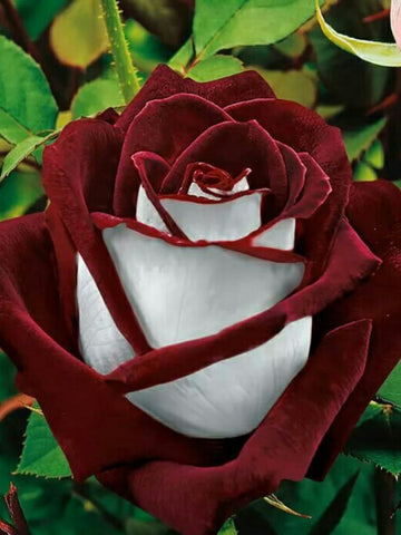 Rose Seeds – Osiria Hybrid Tea