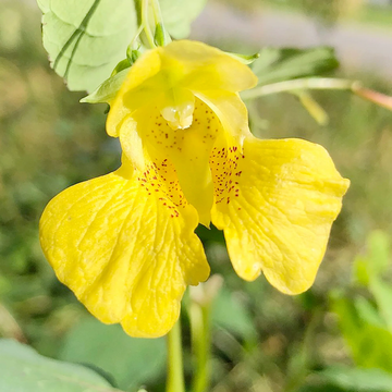 Jewelweed Seeds – Yellow