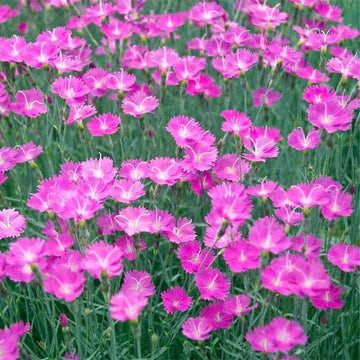 Cheddar Pink Seeds – Perennial Garden