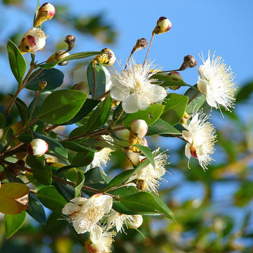 Myrtus Communis Seeds -  Herb