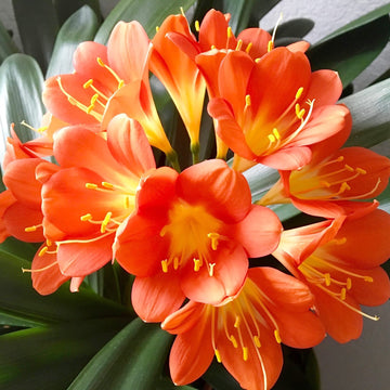 Kaffir Lily Seeds – Evergreen Perennial