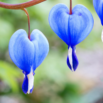 Bleeding Heart Seeds – Blue