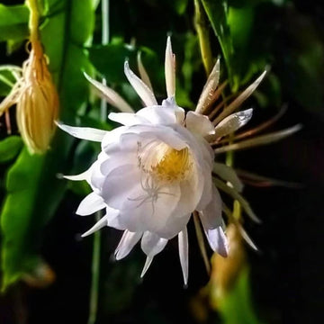 Queen of The Night Seeds – Rare Night Blooming