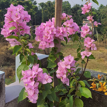 Bougainvillea Seeds – Pink