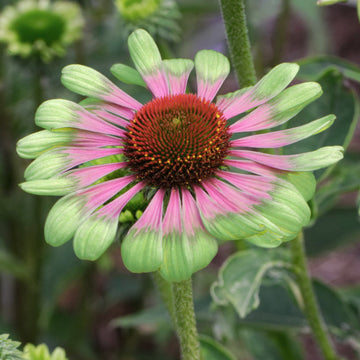 Echinacea Seeds – Green Twister