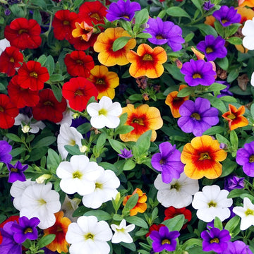 Petunia Seeds – Perennial