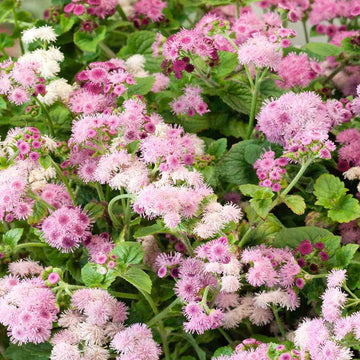 Floss Seeds – Pink