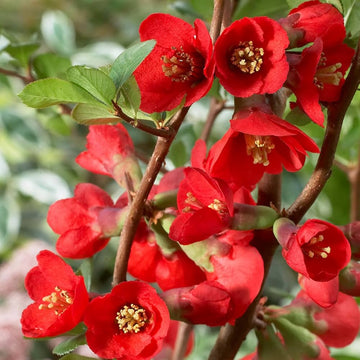 Chaenomeles Japonica Seeds – Japanese Quince
