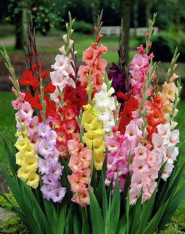 Gladiolus Seeds – Mixed Colors