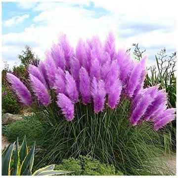 Pampas Grass Seeds – Purple