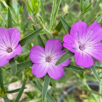 Corncockle Seeds – Common Corncockle