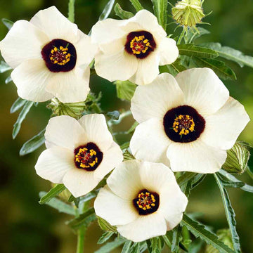 Hibiscus Trionum Seeds –  Garden