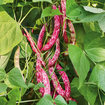 Pinto Bean Seeds – Pink & White