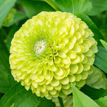 Zinnia Seeds – Lime Green