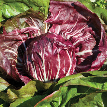 Radicchio Seeds - Burgundy
