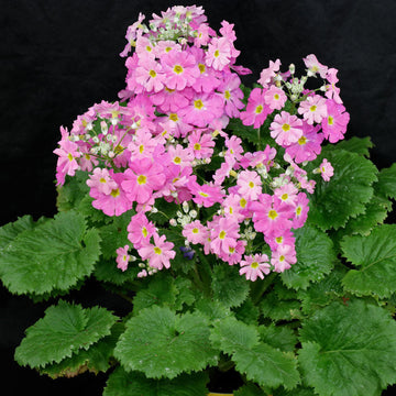 Primula Seeds – Malacoides