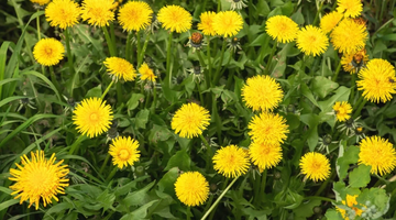 Dandelion Seeds – French