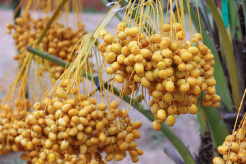 Palm Seeds – Phoenix Canariensis, Canary Island Date Palm