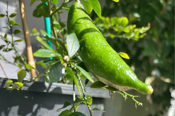 Finger Lime Seeds