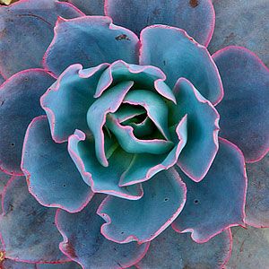 Echeveria Seeds – Blue Derenbergii