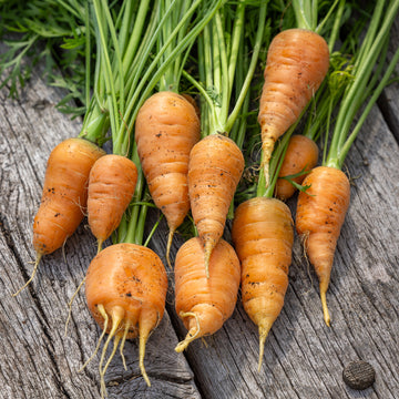 Carrot Seeds – Oxheart