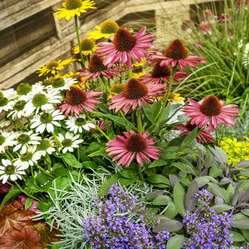 Vibrant Coneflower Seeds – Easy to Grow Perennial Flowers for Home Garden Landscaping