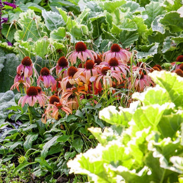 Vibrant Coneflower Seeds – Easy to Grow Perennial Flowers for Home Garden Landscaping