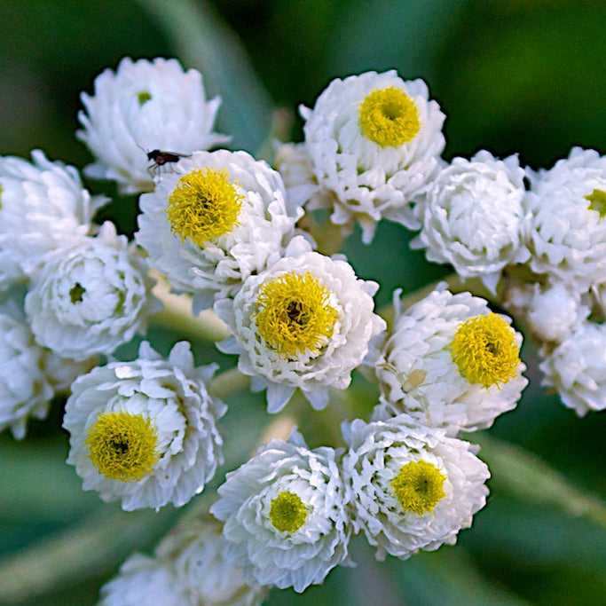 Pearly Everlasting Seeds