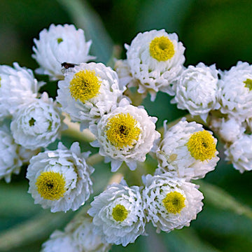 Pearly Everlasting Seeds