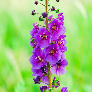 Purple Mullein Seeds – Hardy Perennial Blooms