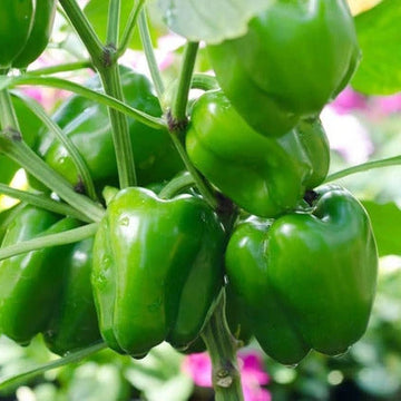 Bell Pepper Seeds – Standard