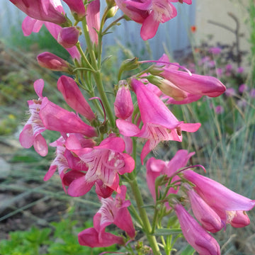 Penstemon Seeds - Barbatus 'Rondo'