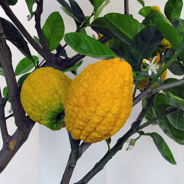 Citron Seeds – Traditional