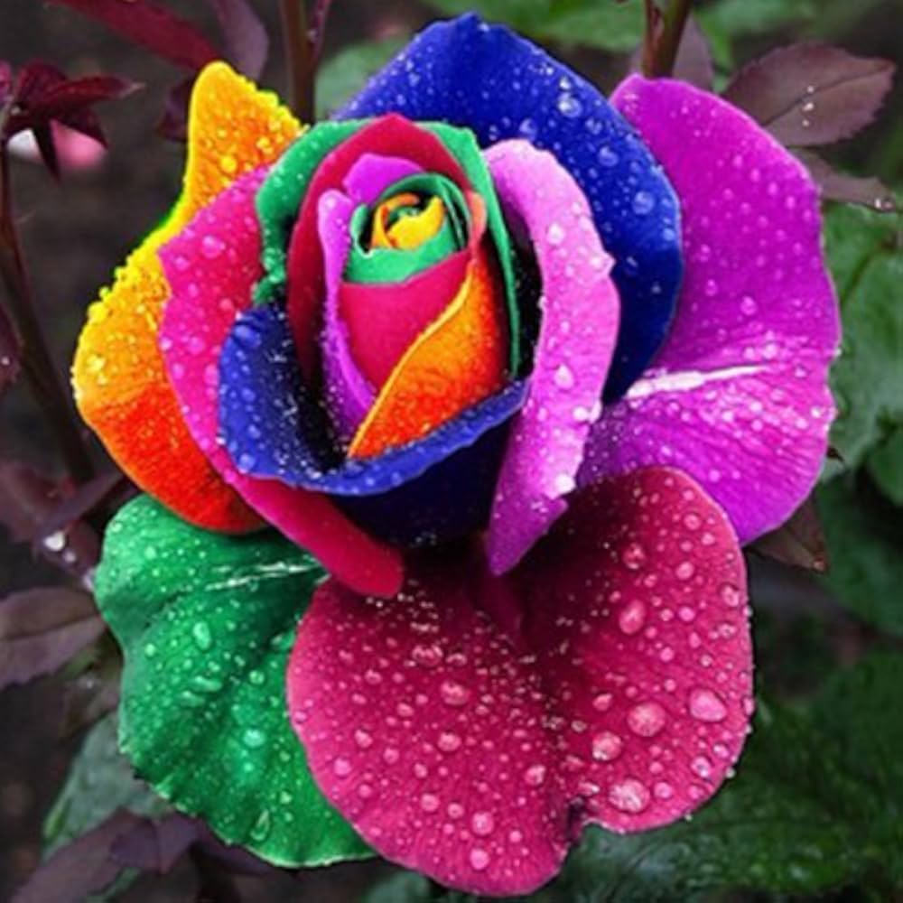 Rainbow Rose  Seeds - Mixed Color