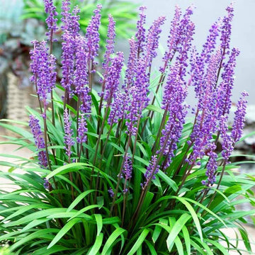 Liriope Seeds - Big Blue