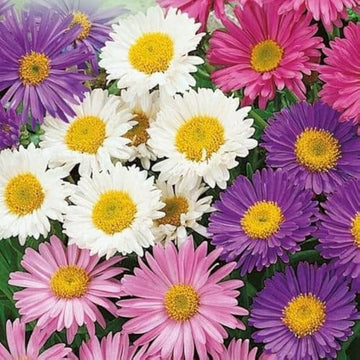 Aster Alpinus Seeds – Alpine Perennial, Mixed Colors
