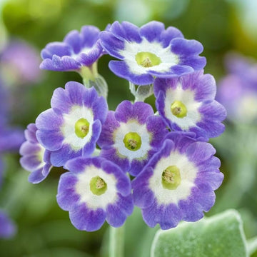 Primula Seeds – Perennial Bloom