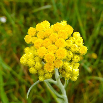Helichrysum Arenarium  Seeds – Drought-Tolerant, Medicinal, Perennial