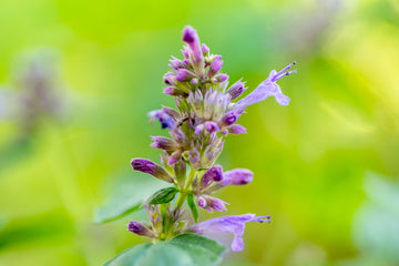 Agastache Rose Mint  Seeds - Perennial, Fragrant, Pollinator-Friendly