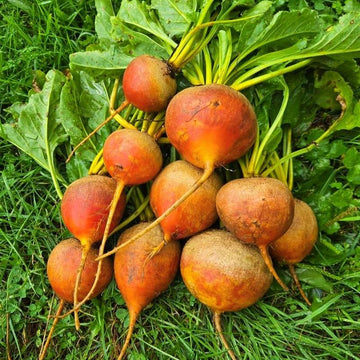 Beet Seeds – Orange