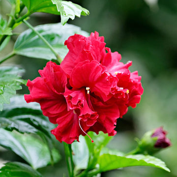 Hibiscus Seeds - Double Red
