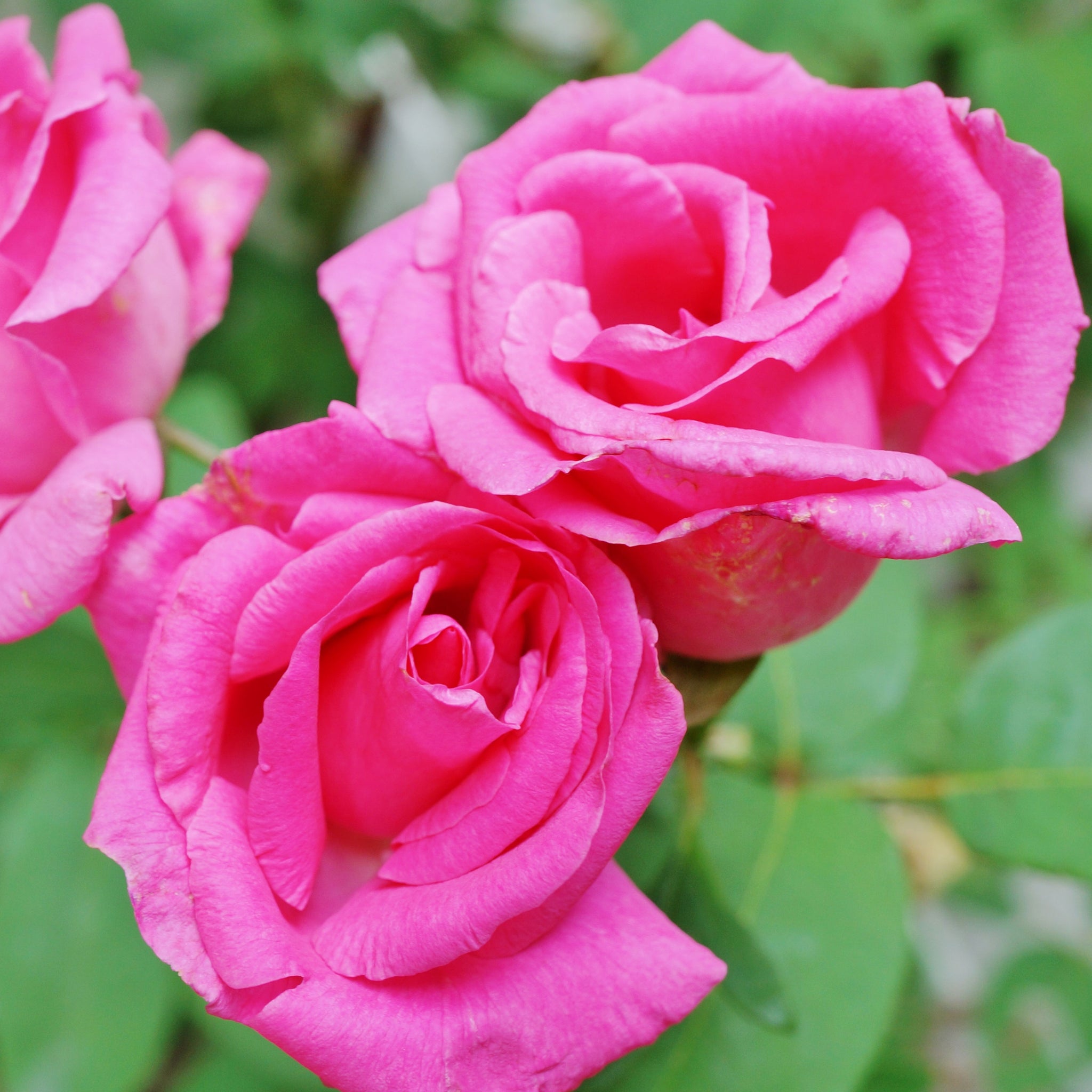 Rose Seeds – Pink Climbing
